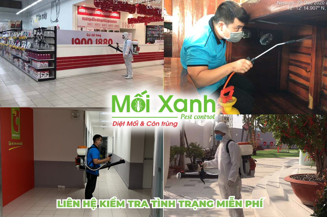 diệt mối nha trang